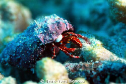 Small Hermit Crab Mauritius by Jean-Yves Bignoux 